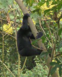 Bwindi NP Bitukura Gorilla Grp Xxx Kid