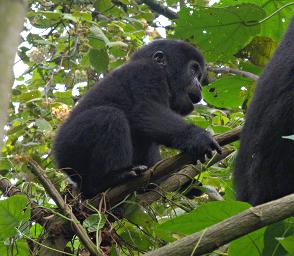 Bwindi NP Bitukura Gorilla Grp Xxx Mom Kid