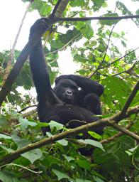 Bwindi NP Bitukura Gorilla Grp Xxx Mom Kid
