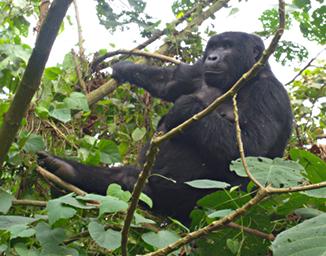 Bwindi NP Bitukura Gorilla Grp Xxx Mom Kid