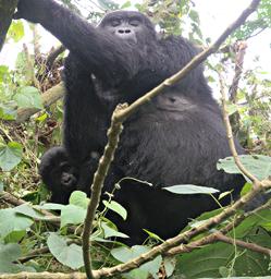 Bwindi NP Bitukura Gorilla Grp Xxx Mom Kid