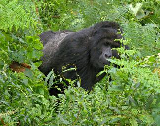 Bwindi NP Bitukura Gorilla Grp Rukumu