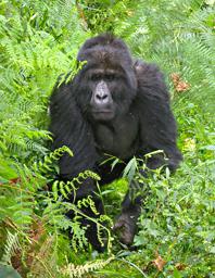 Bwindi NP Bitukura Gorilla Grp Rukumu