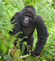 Bwindi NP Bitukura Gorilla Grp Rukumu