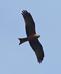 Entebbe Bot Grdn Bird Black Kite