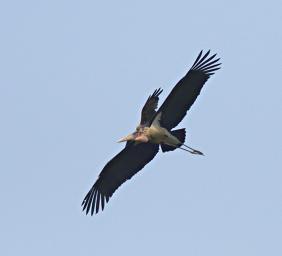 Entebbe Bot Grdn Bird Marabou Stork