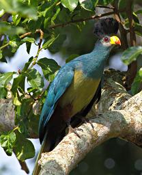 Entebbe Bot Grdn Bird Great Blue Turaco