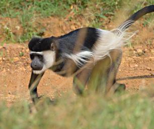 Black White Colobus Monkey