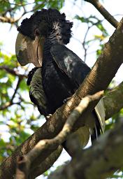 Entebbe Bot Grdn Bird Black White Casqued Hornbill
