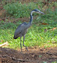 Entebbe Bot Grdn Bird Xxx Black Headed Heron