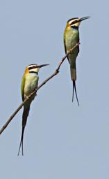 Entebbe Bot Grdn Bird White Throated Bee Eater