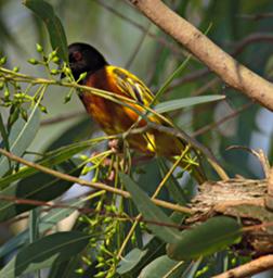 Entebbe Bot Grdn Bird Golden Backed Weaver