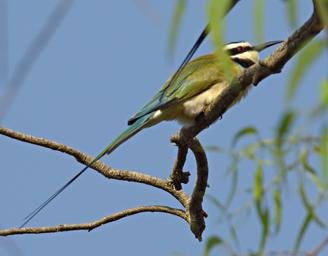 Entebbe Bot Grdn Bird White Throated Bee Eater