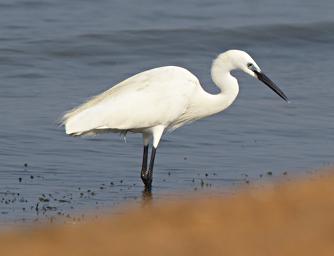 Entebbe Bot Grdn Bird Little Egret