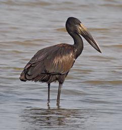 Entebbe Bot Grdn Bird African Open Billed Stork