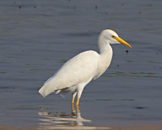 Entebbe Bot Grdn Bird Intermediate Egret