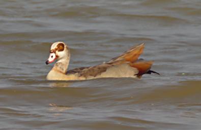 Entebbe Bot Grdn Bird Egyptian Goose