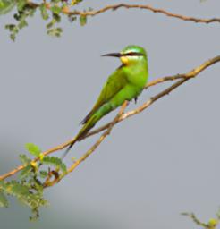 Entebbe Bot Grdn Bird Blue Cheeked Bee Eater