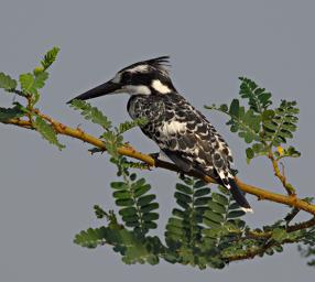 Entebbe Bot Grdn Bird Pied Kingfisher