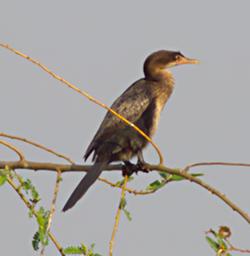 Entebbe Bot Grdn Bird Long Tailed Cormorant