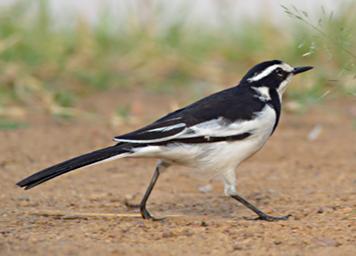 Entebbe Bot Grdn Bird African Pied Wagtail