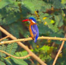 Entebbe Bot Grdn Bird Malachite Kingfisher