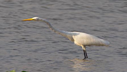 Entebbe Bot Grdn Bird Great Egret