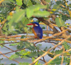 Entebbe Bot Grdn Bird Malachite Kingfisher