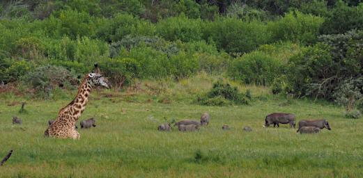 Arusha NP Giraffe Warthogs P3071409