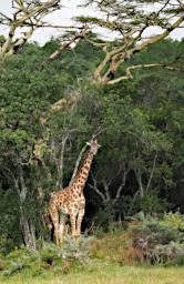 Arusha NP Giraffe P3071413