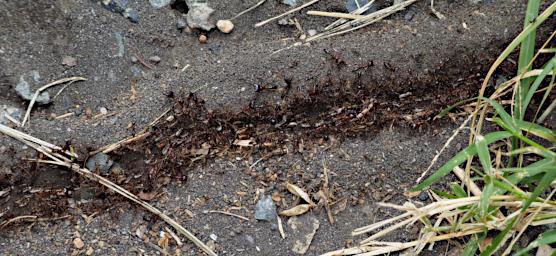 Arusha NP Ants P3071414