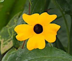 Arusha NP Flower Black Eyed Susan P3071415