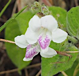 Arusha NP Flower Xxx White Pink P3071416