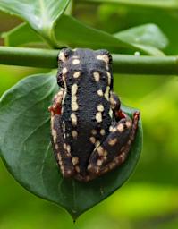 Arusha NP Flower Xxx Frog P3071418