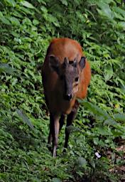 Arusha NP Duiker P3081422