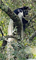 Arusha NP Black White Colobus Monkey P3081429