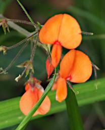 Arusha NP Flower Xxx Orange P3081434