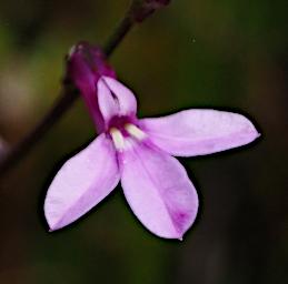 Arusha NP Flower Campanula P3081439