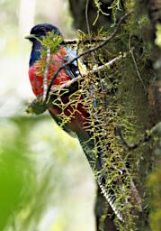 Arusha NP Bird Bar Tailed Trogon P3081442