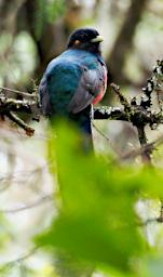 Arusha NP Bird Bar Tailed Trogon P3081444