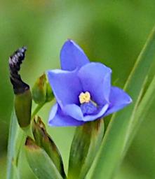 Arusha NP Flower Xxx Blue P3081447