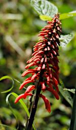 Arusha NP Flower Xxx Lebombo Aloe P3081452