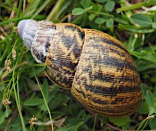 Arusha NP Snail Shell P3081469