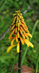 Arusha NP Flower Xxx Yellow P3081474