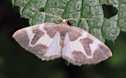 Arusha NP Moth Xxx Tan White P3081476