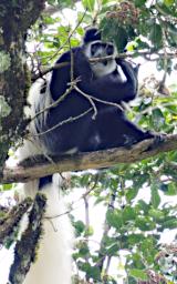 Arusha NP Black White Colobus Monkey P3081491