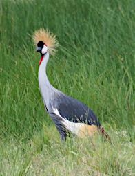 Arusha NP Bird Grey Crowned Crane P3081500