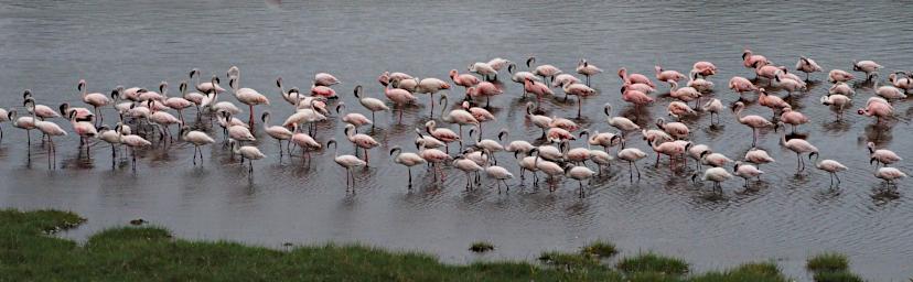 Arusha NP Bird Lesser Flamingos P3081502