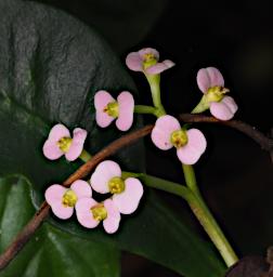 Kiota Flower Xxx Pink P3091531