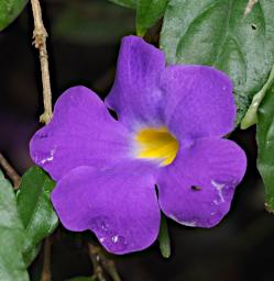 Kiota Flower Xxx Purple Yellow P3091533